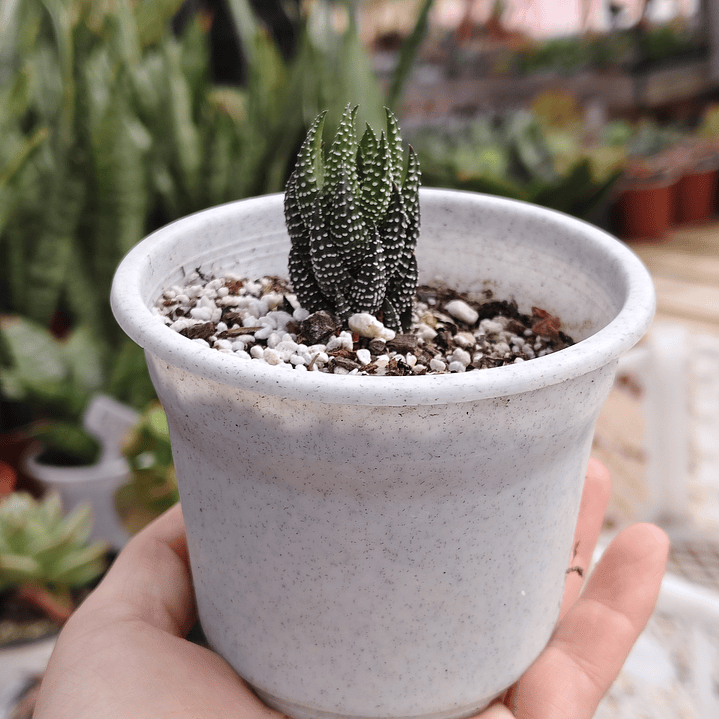 Haworthia Reinwardtii 3