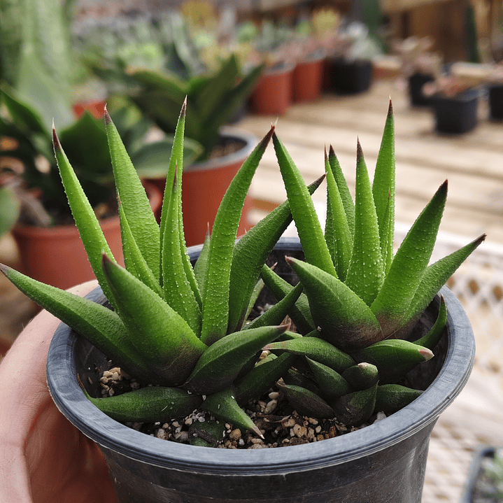 Haworthia Glabrata  2