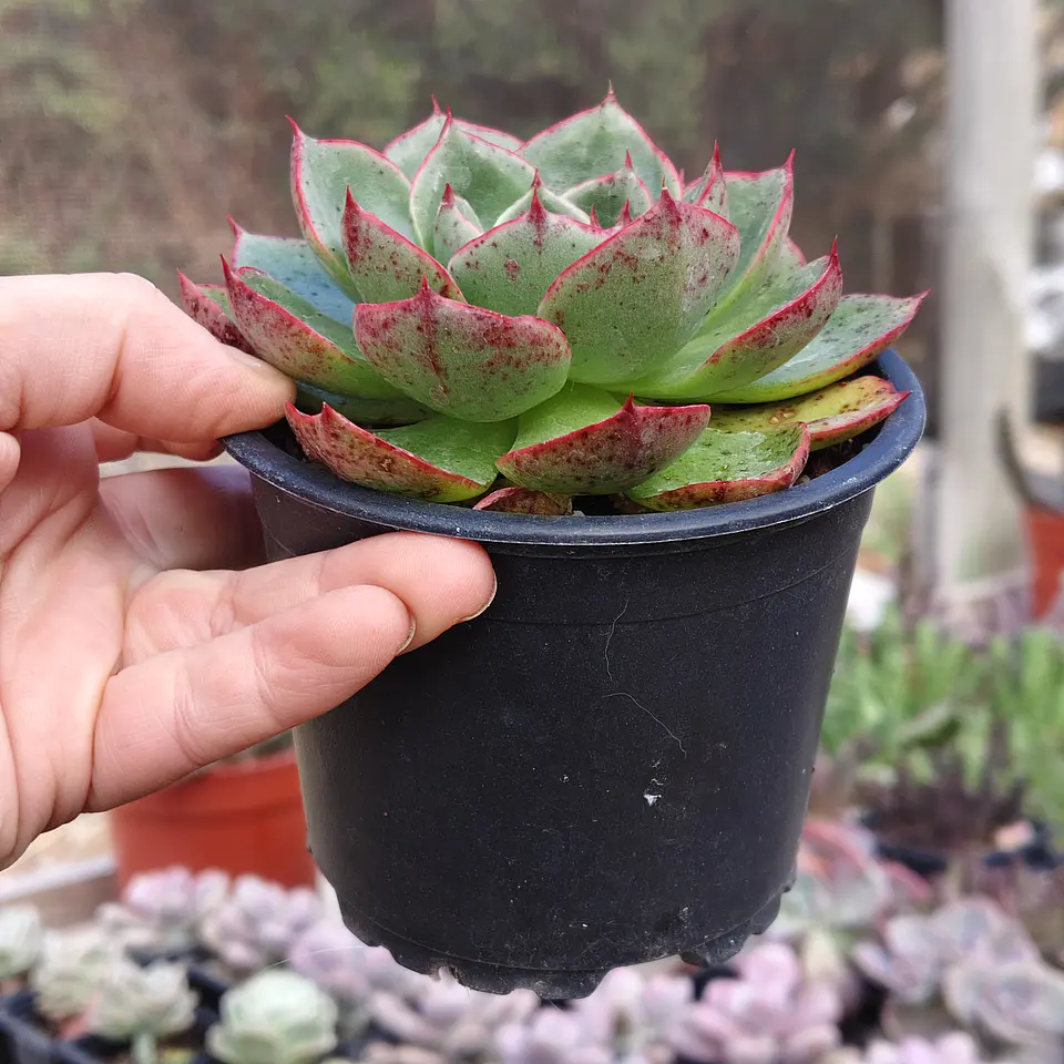 Echeveria Paso Doble 2