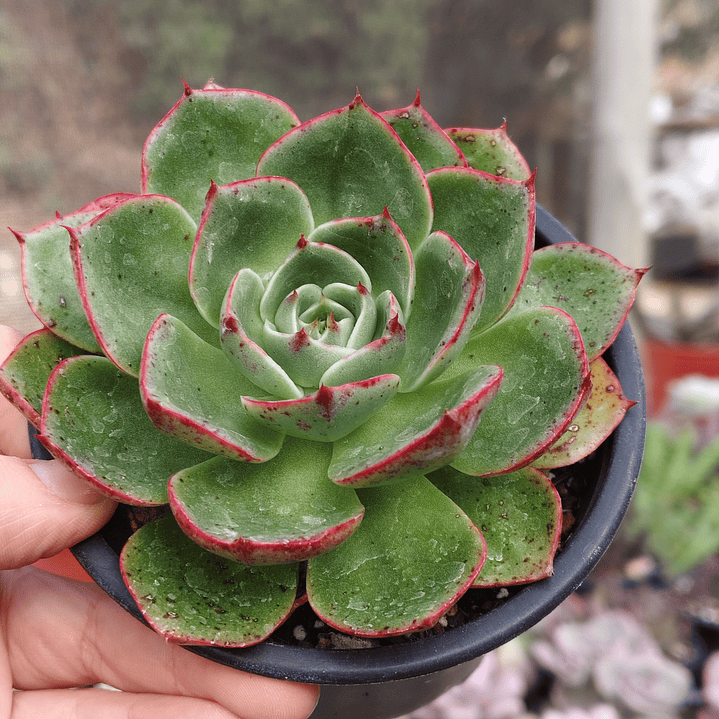 Echeveria Elisha  3