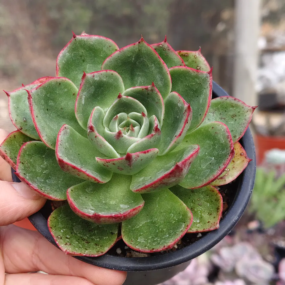Echeveria Paso Doble 3