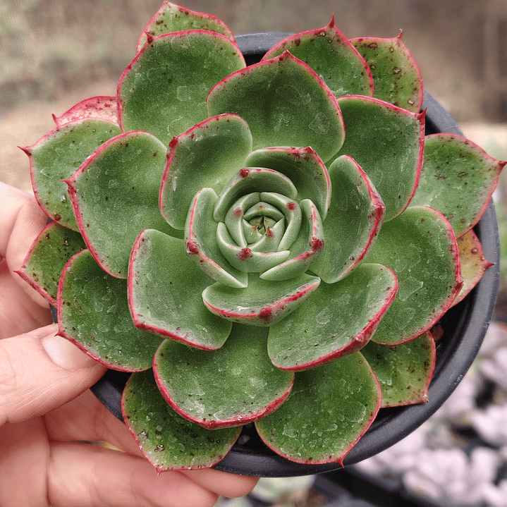 Echeveria Elisha  1