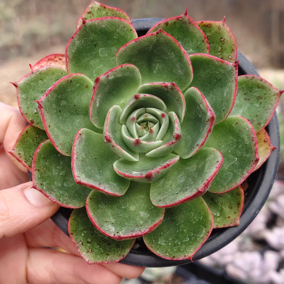 Echeveria Paso Doble 1