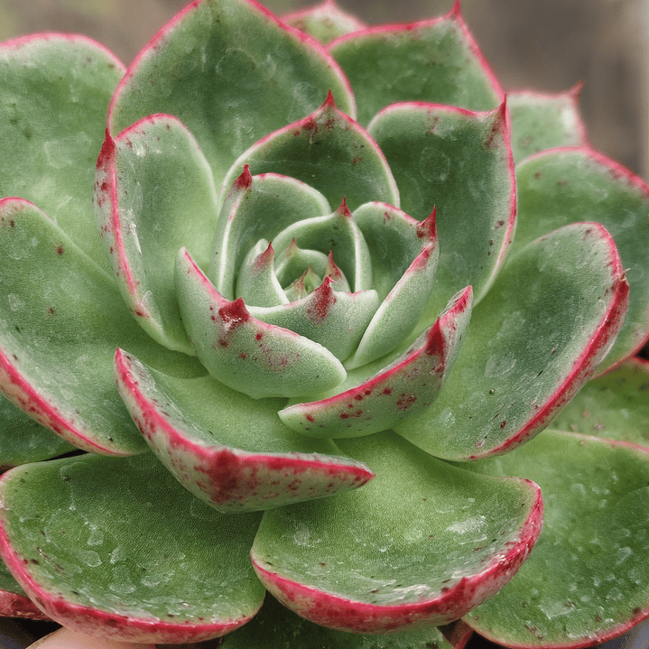Echeveria Elisha  4