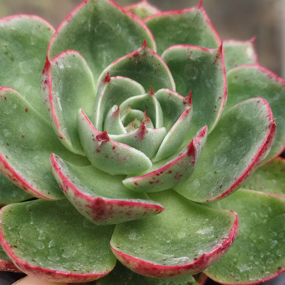Echeveria Paso Doble 4
