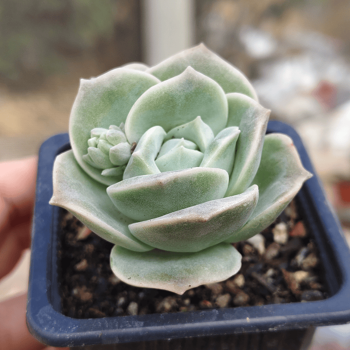 Graptoveria Lovely Rose  1