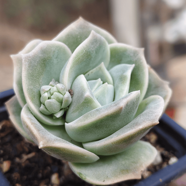 Graptoveria Lovely Rose  2