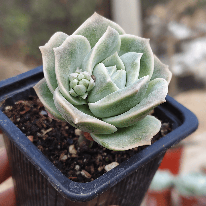 Graptoveria Lovely Rose  3