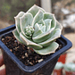 Graptoveria Lovely Rose  - Miniatura 3