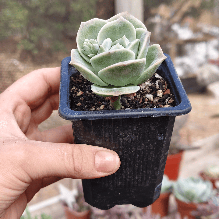 Graptoveria Lovely Rose  4