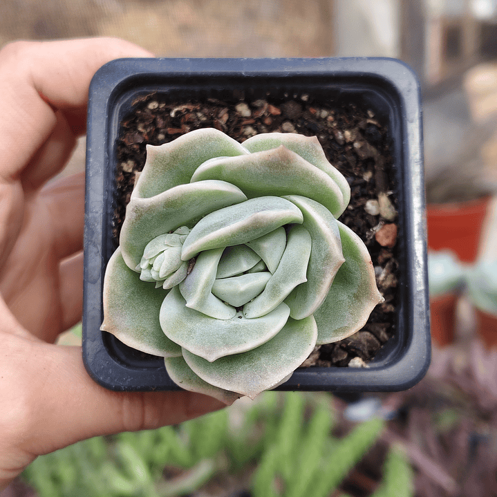 Graptoveria Lovely Rose  5