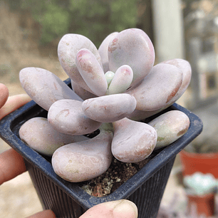 Graptopetalum amethystinum