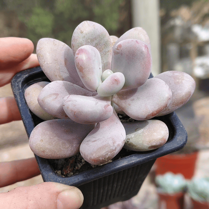 Graptopetalum amethystinum 2