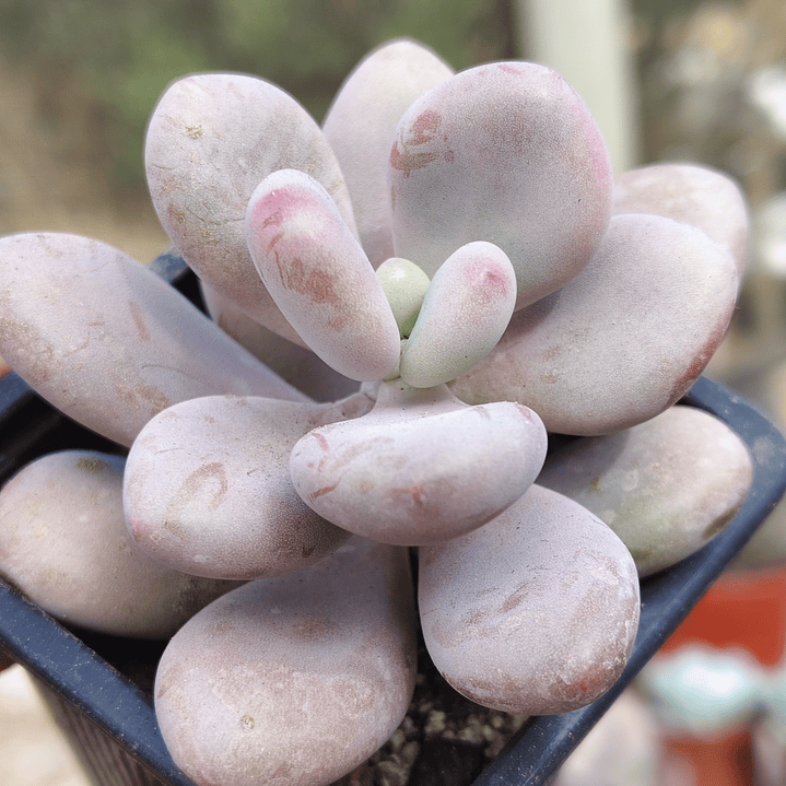 Graptopetalum amethystinum 3