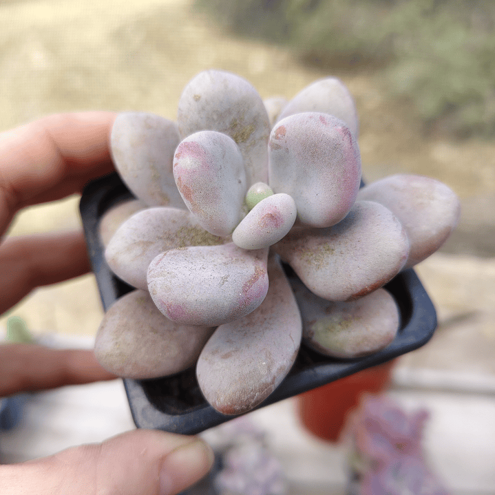 Graptopetalum amethystinum 4