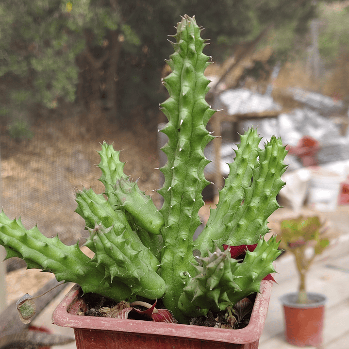 Huernia schneideriana 2