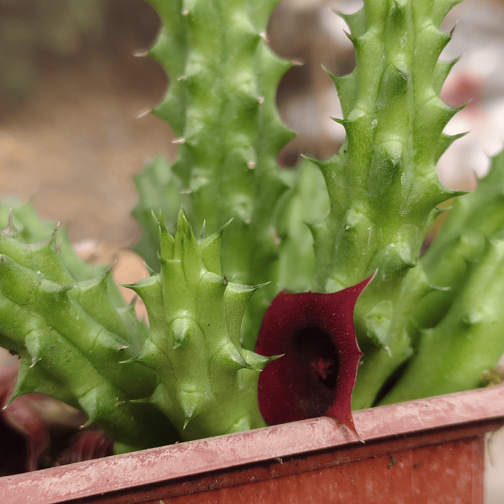 Huernia schneideriana 3