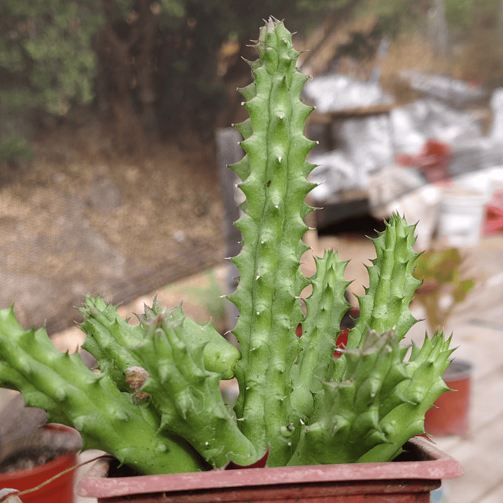 Huernia schneideriana 4