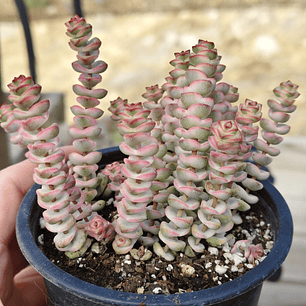 Crassula Baby's Necklace Variegada