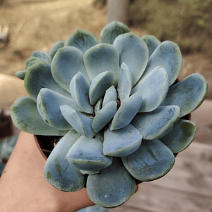 Echeveria Elegans var. Giant 