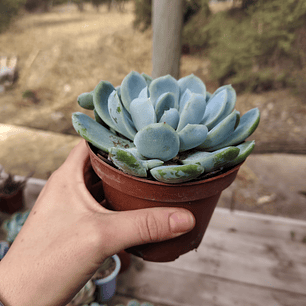 Echeveria Elegans var. Giant 