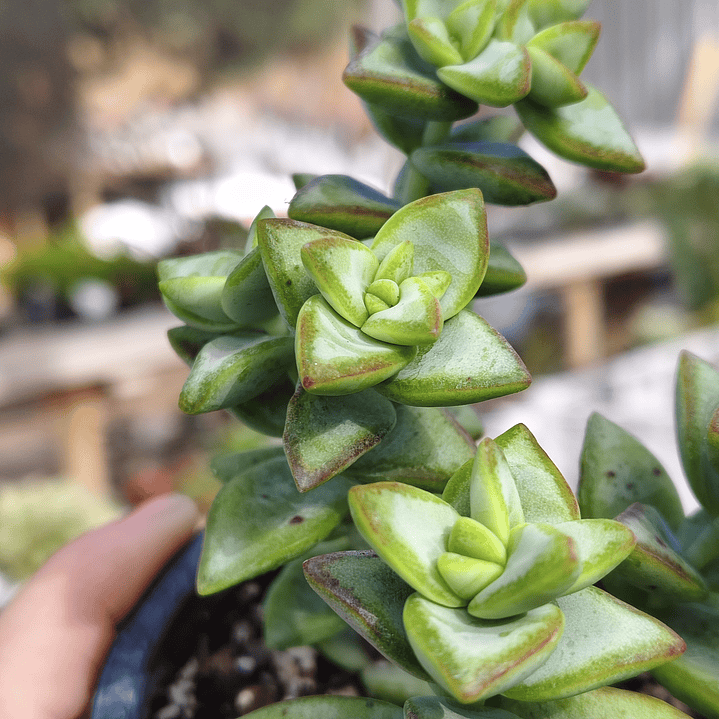 Crassula Rupestris 