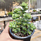 Crassula Rupestris 