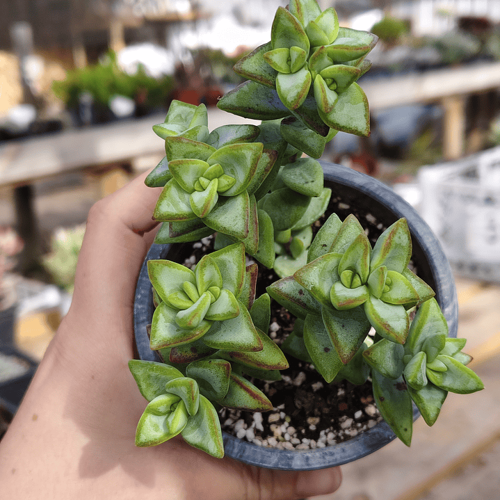 Crassula Rupestris 