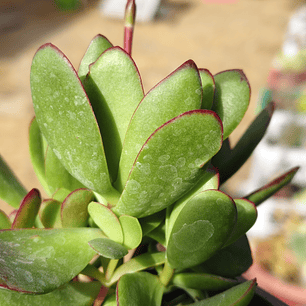 Crassula Platyphylla