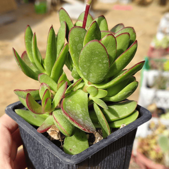 Crassula Platyphylla 2