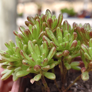 Aeonium Sedifolium