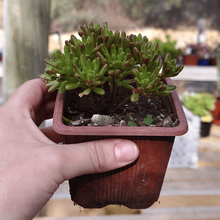 Aeonium Sedifolium 2