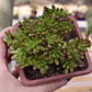 Aeonium Sedifolium - Miniatura 3