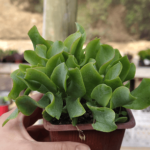 Crassula Ondulafolia