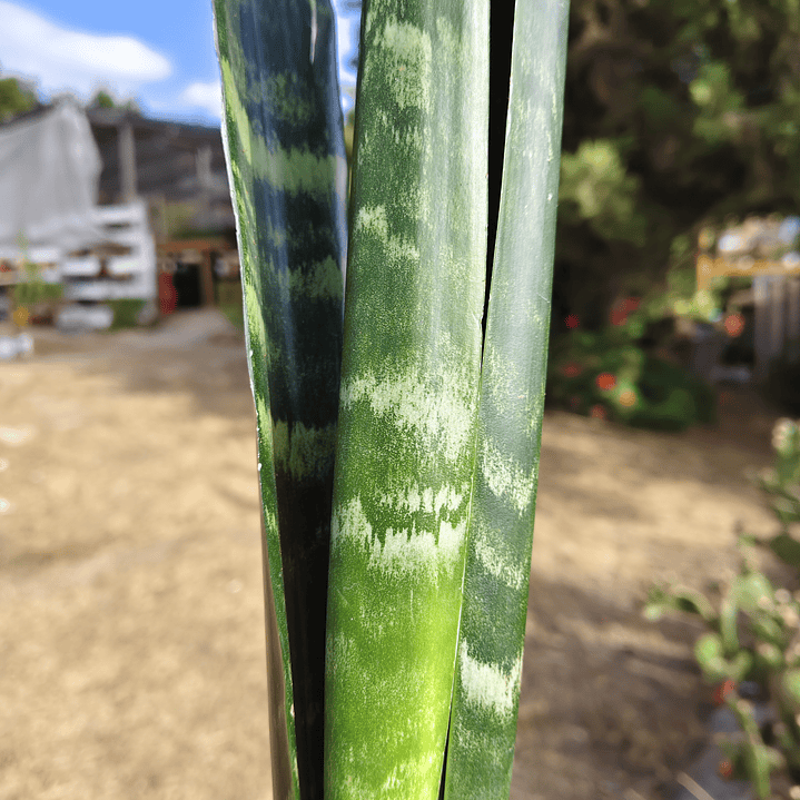 Sansevieria Black Coral 4