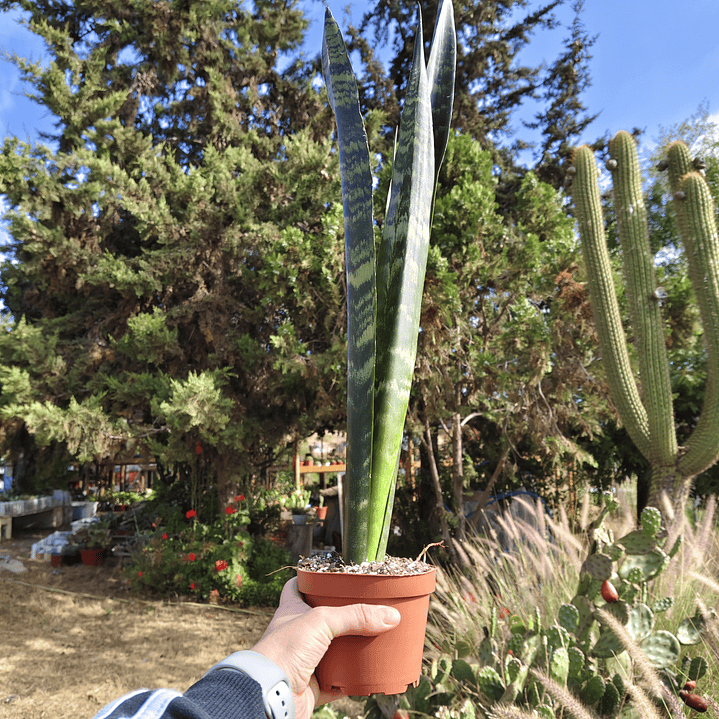 Sansevieria Black Coral 5