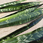 Sansevieria Black Coral - Miniatura 3