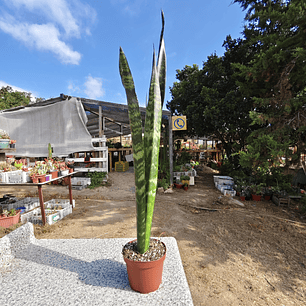 Sansevieria Black Coral