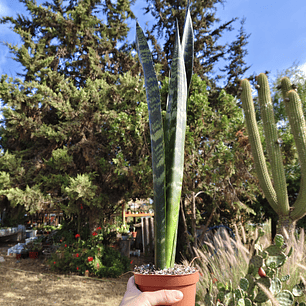 Sansevieria Black Coral