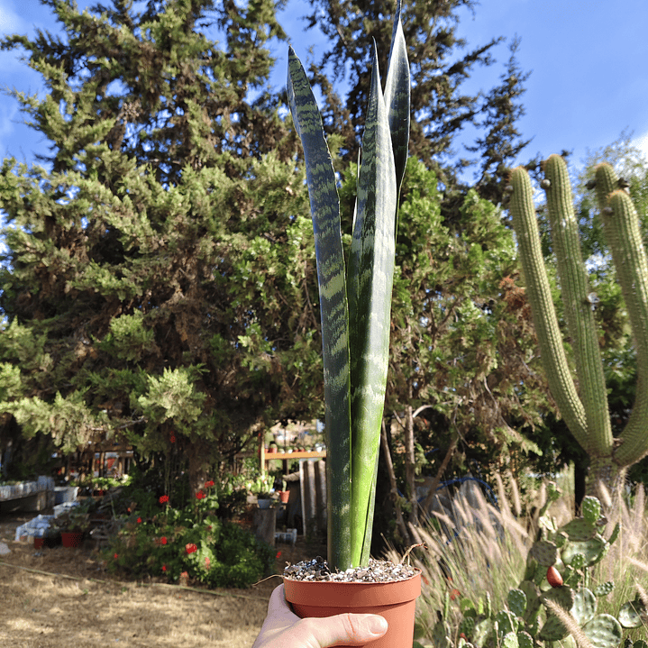 Sansevieria Black Coral 1