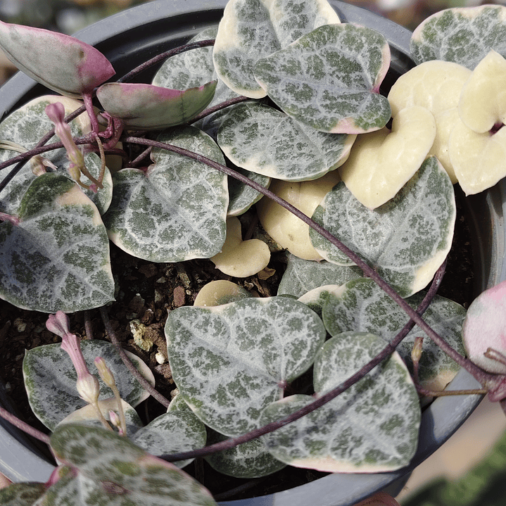 Ceropegia Woodi  Variegada 