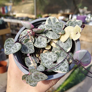 Ceropegia Woodi  Variegada 