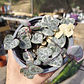 Ceropegia Woodi  Variegada 