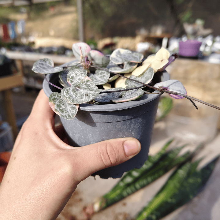 Ceropegia Woodi  Variegada 