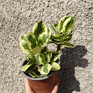 Peperomia obtusifolia variegada