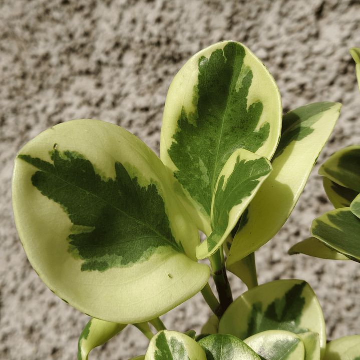 Peperomia obtusifolia variegada 3