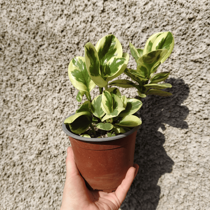 Peperomia obtusifolia variegada 4