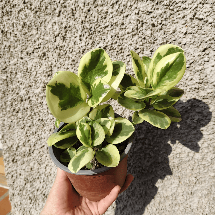 Peperomia obtusifolia variegada 5