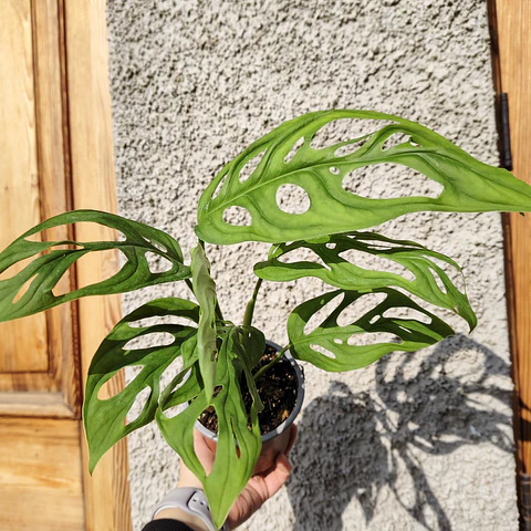Monstera Adansonii