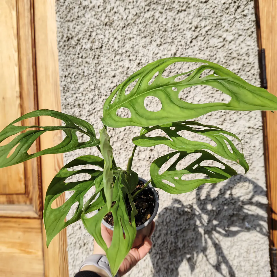 Monstera Adansonii 2